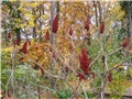 Rhus typhina